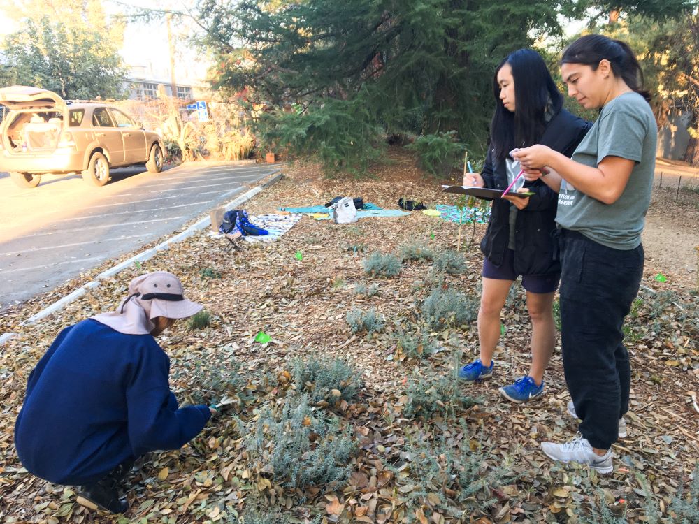 Student interns working together to look for vital plant information used for the North Coast Collection map.