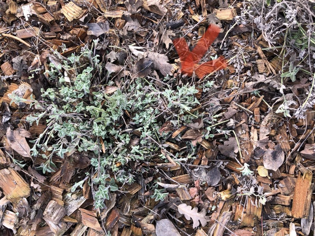 Photo of catmint.