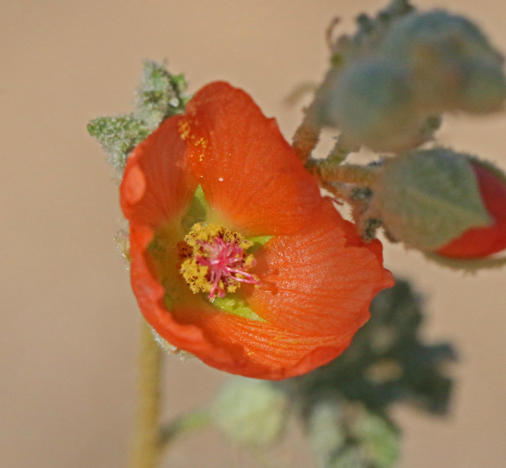 desert globemallow