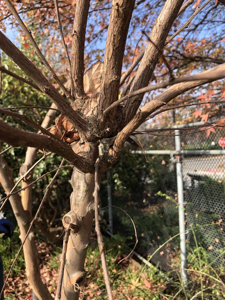 Close-up and myrtle branch.