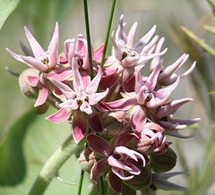 milkweed